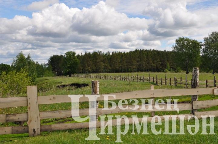 Жители села Туйметкино сами посадили и вырастили лес