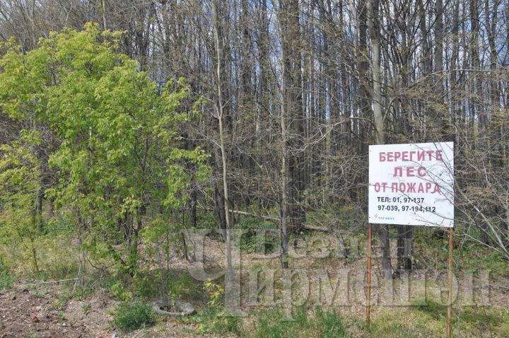 В Черемшанском районе продлен режим ограничения посещения лесов