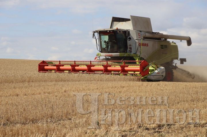 В «ЧЕРЕМШАНАГРО» урожайность озимой пшеницы составляет 27 центнеров с гектара