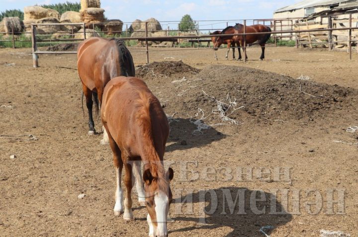 Геннадий Еремеев из Ивашкино любит лошадей