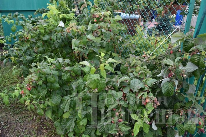 Августның соңгы 10 көнендә бакчада ниләр эшләргә?