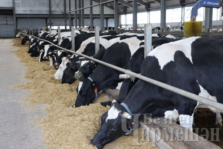 Самая высокая производительность молока в сельхозпредприятиях Черемшанского района – в обществе «Ильхан»