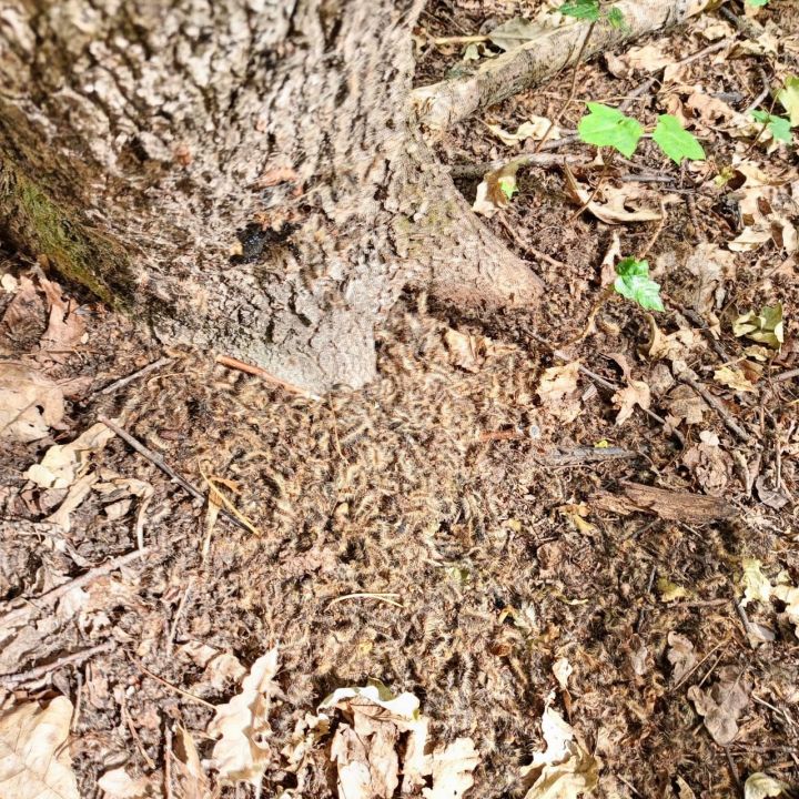В черемшанских лесах борются с непарным шелкопрядом