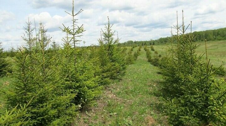 В Татарстане восстановлено 3615 гектаров леса