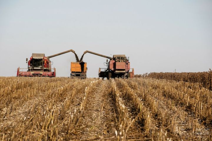 В Татарстане собрали более 3,6 млн тонн зерна