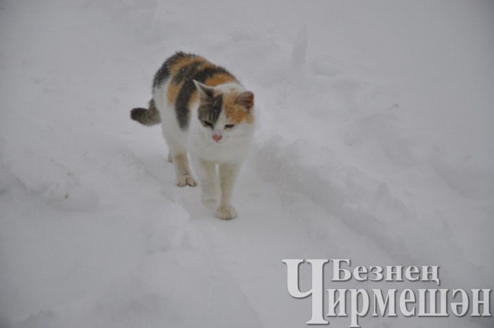 Татарстанда -1 градуска кадәр җылыта