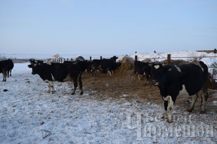 В Черемшанском районе подсчет крупного рогатого скота – идентификация в стадии завершения