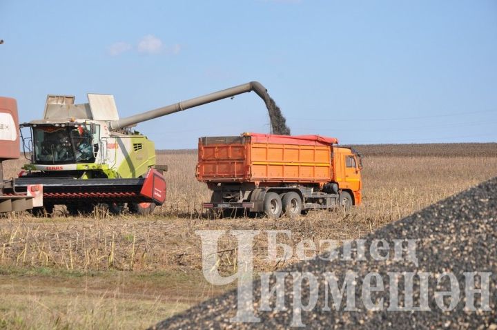 Чирмешән районы хуҗалыкларында көнбагыш басуларының 64,6 процентыннан уңыш җыелган