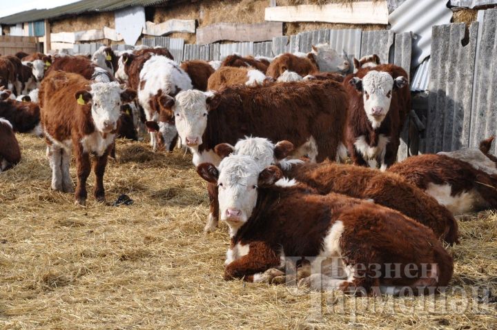 Белгечләр бруцеллез куркынычы турында кисәтәләр