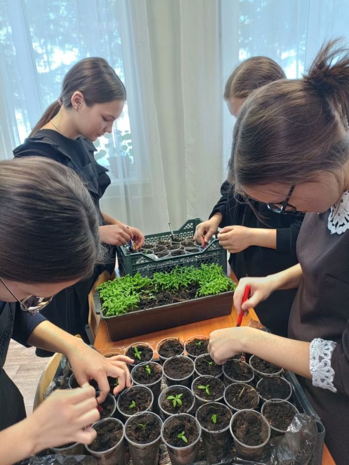 Ивашкинские школьники выращивают новый вид петуньи