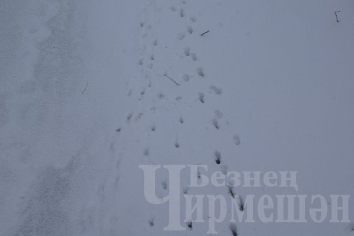 Весна: о чем нужно помнить при уходе за посевами после зимы с обильными снегопадами?