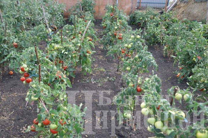 Когда высаживать рассаду помидоров в открытый грунт?