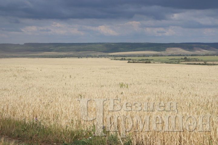 В Татарстане проводится госмониторинг зерна