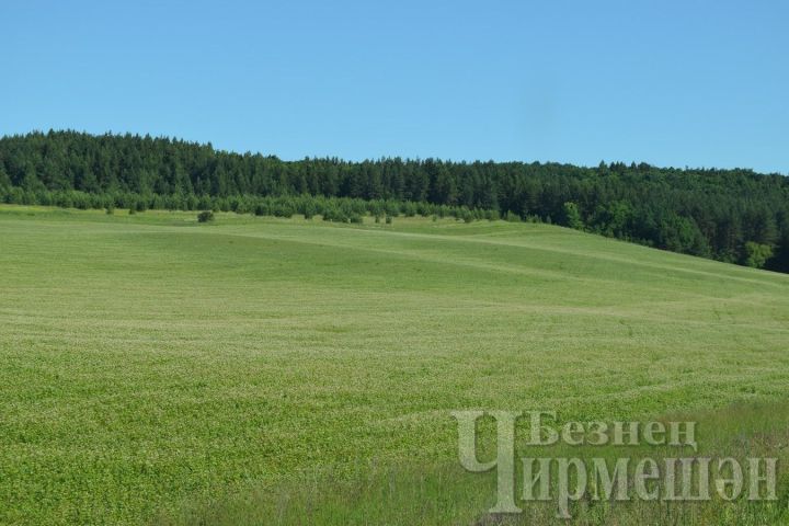 Народные приметы на 21 июня