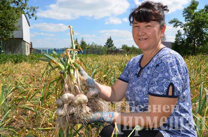 Гилязовы из Черемшана продали чеснок на сумму 27 тысяч рублей