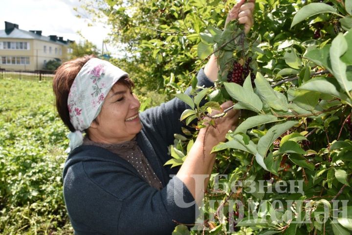 Чирмешәннән Лилия Шәйхетдинова кызыл шомырттан компот та, кайнатма да ясый