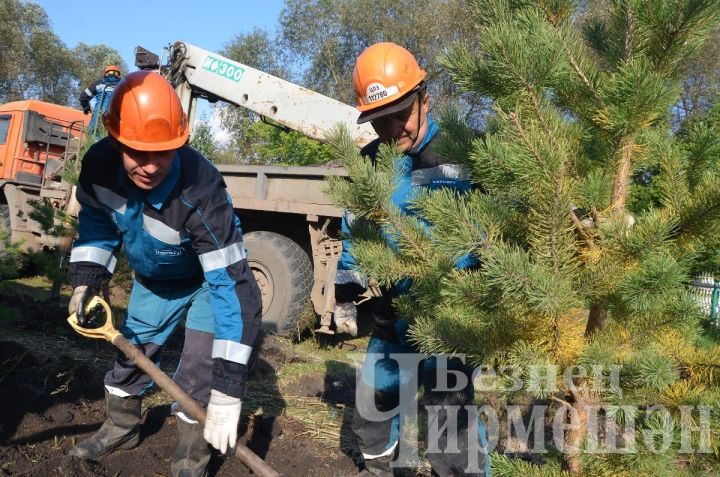 Нефтьчеләр Чирмешән районында 500 төп нарат утыртачак