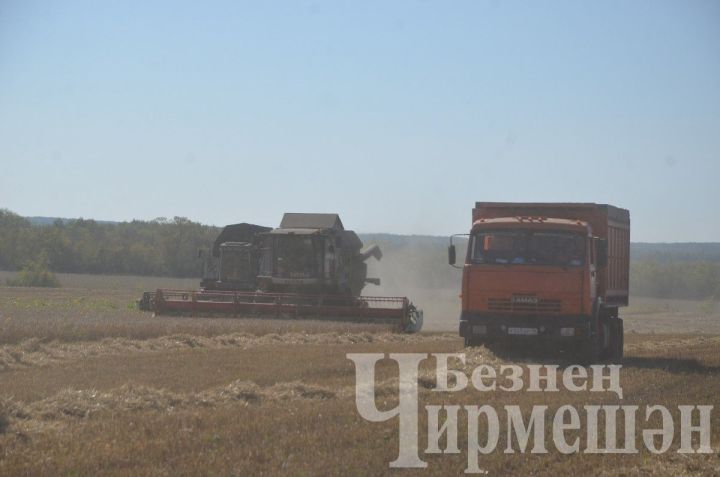 Чирмешән районында комбайннарга эш байтак әле