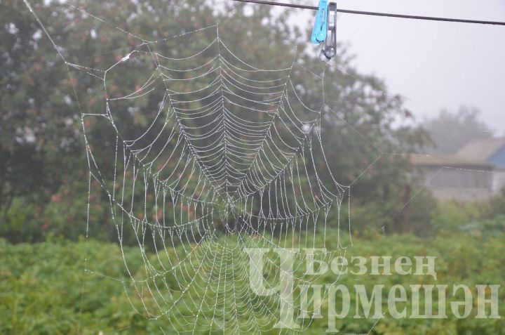 Белгеч Татарстанда быел җәйнең ничек булачагы турында сөйләде