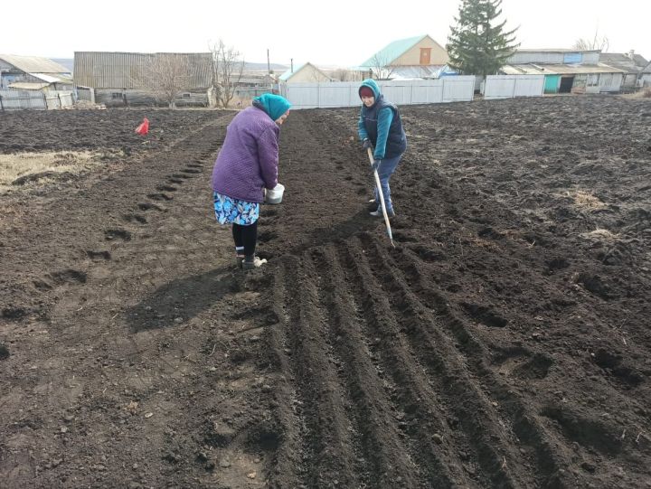 Что нужно сделать в апреле в саду и огороде
