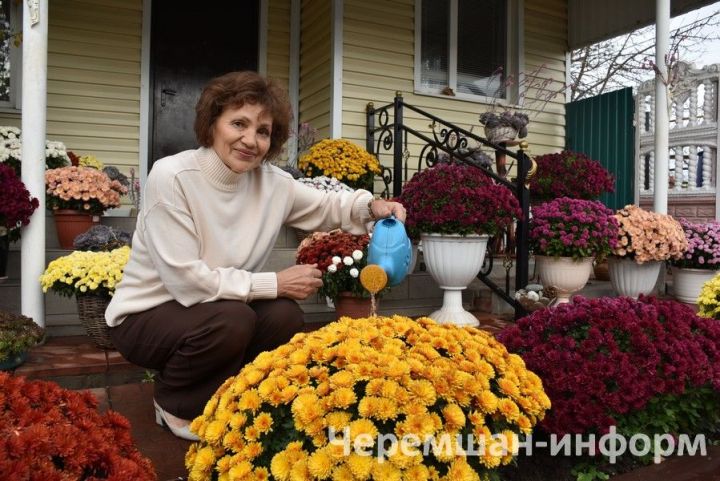 В Черемшане во дворе Гариповых стоят 85 горшков с хризантемами