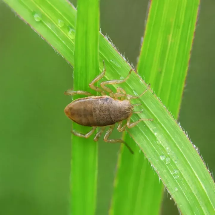 Роспотребнадзор предупреждает: сезон клещей близок