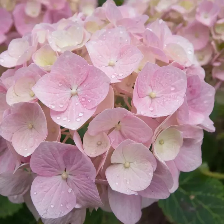 Гортензияне кайчан ачырга?