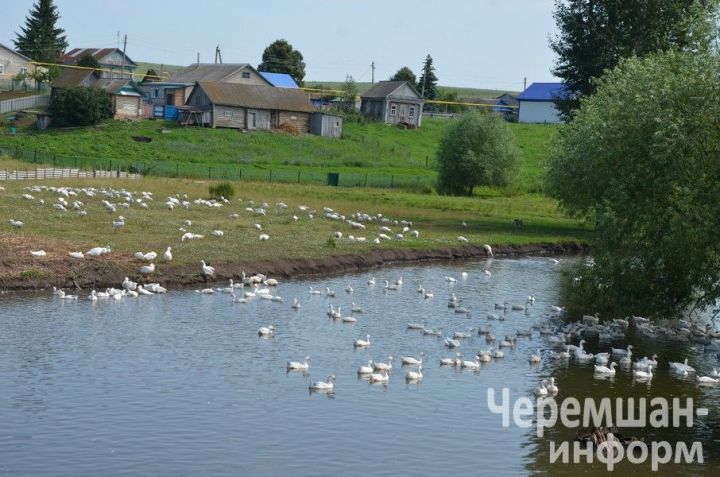 Лашманда каз өмәсенә җыеналар
